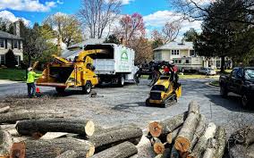 Tree and Shrub Care in Lake Stickney, WA