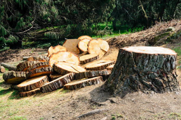 How Our Tree Care Process Works  in  Lake Stickney, WA